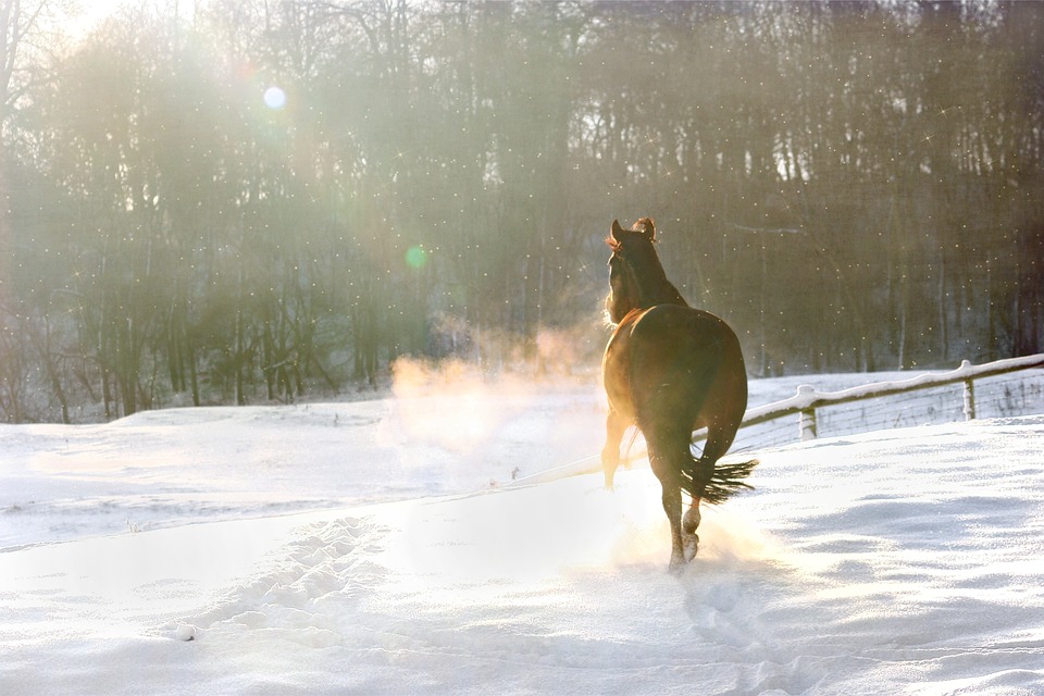 Hest i sne