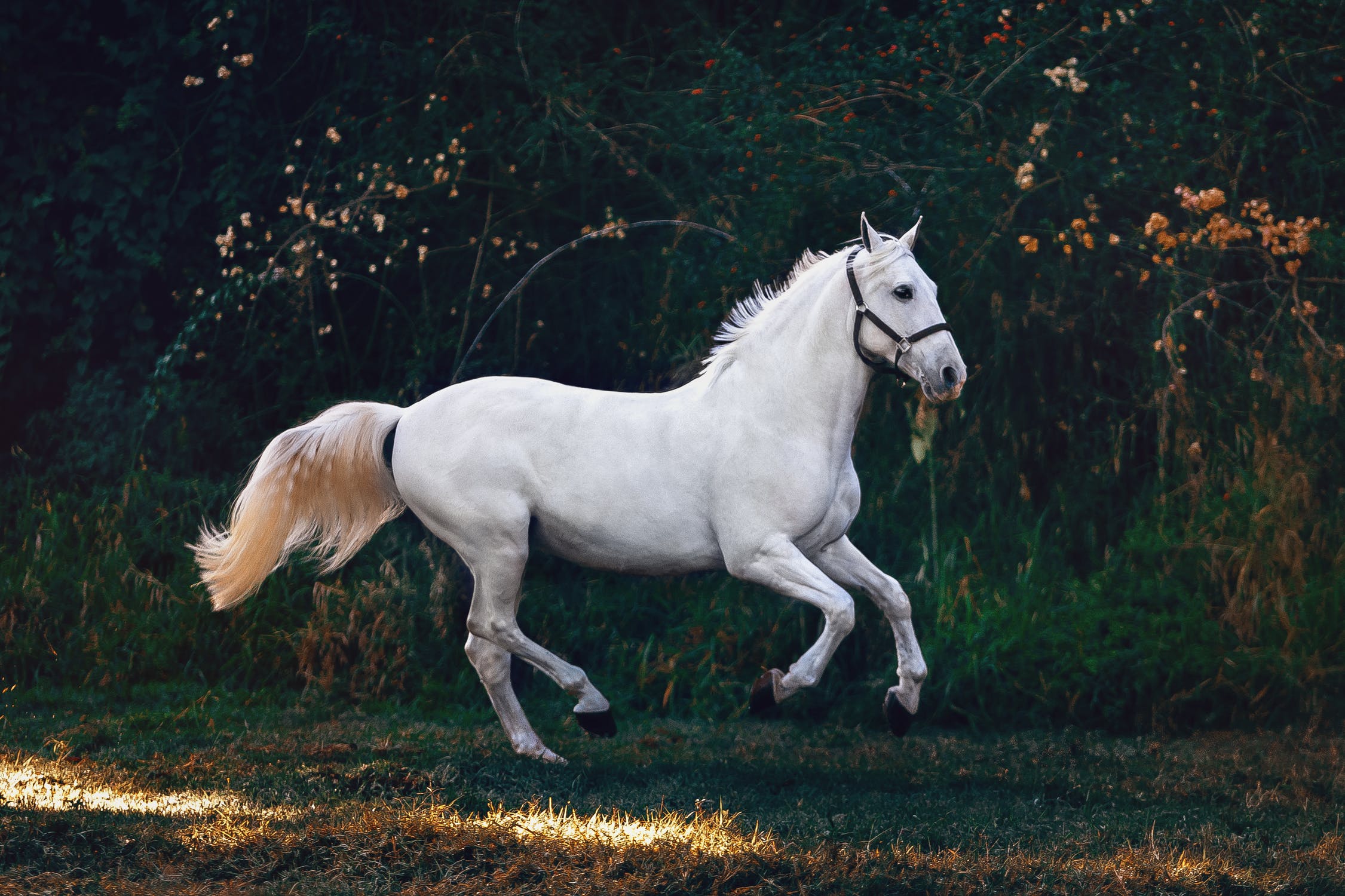 Hvid løbende hest