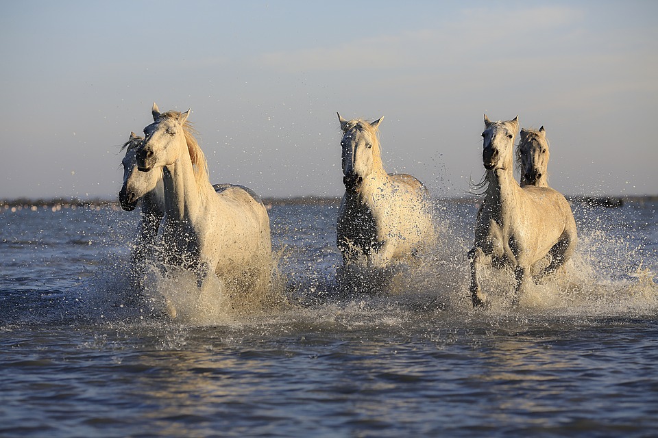 Heste skal vaskes i vand eller badebassin