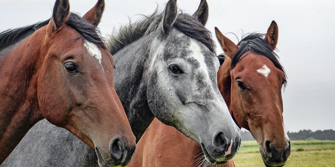 Lån penge til din hobby – Ridning og hest