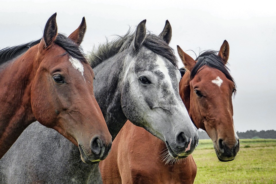 Tre heste