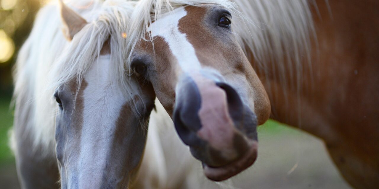 Er hesten din bedste ven?