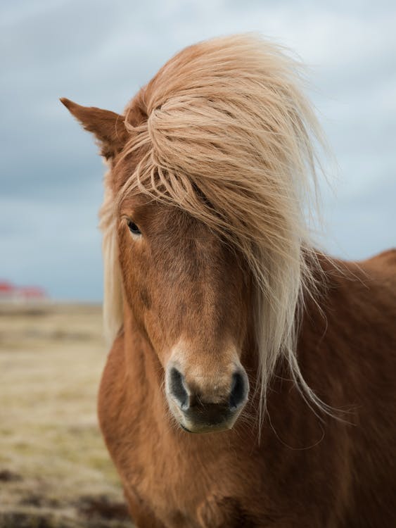 hest med hår